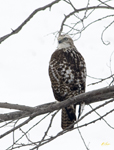 Red tailed Hawk